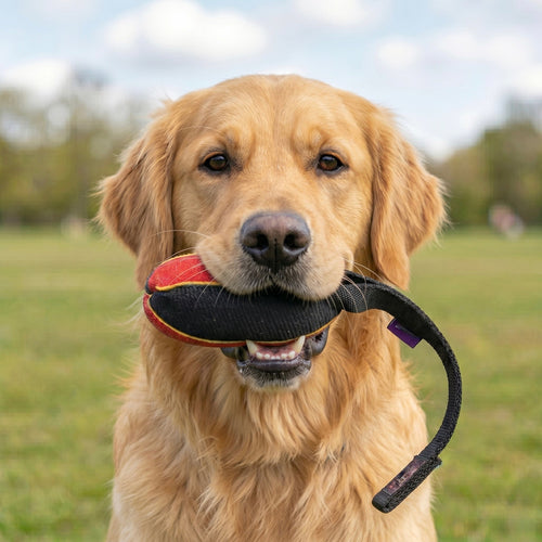 French linen watermelon tug for Golden Retriever