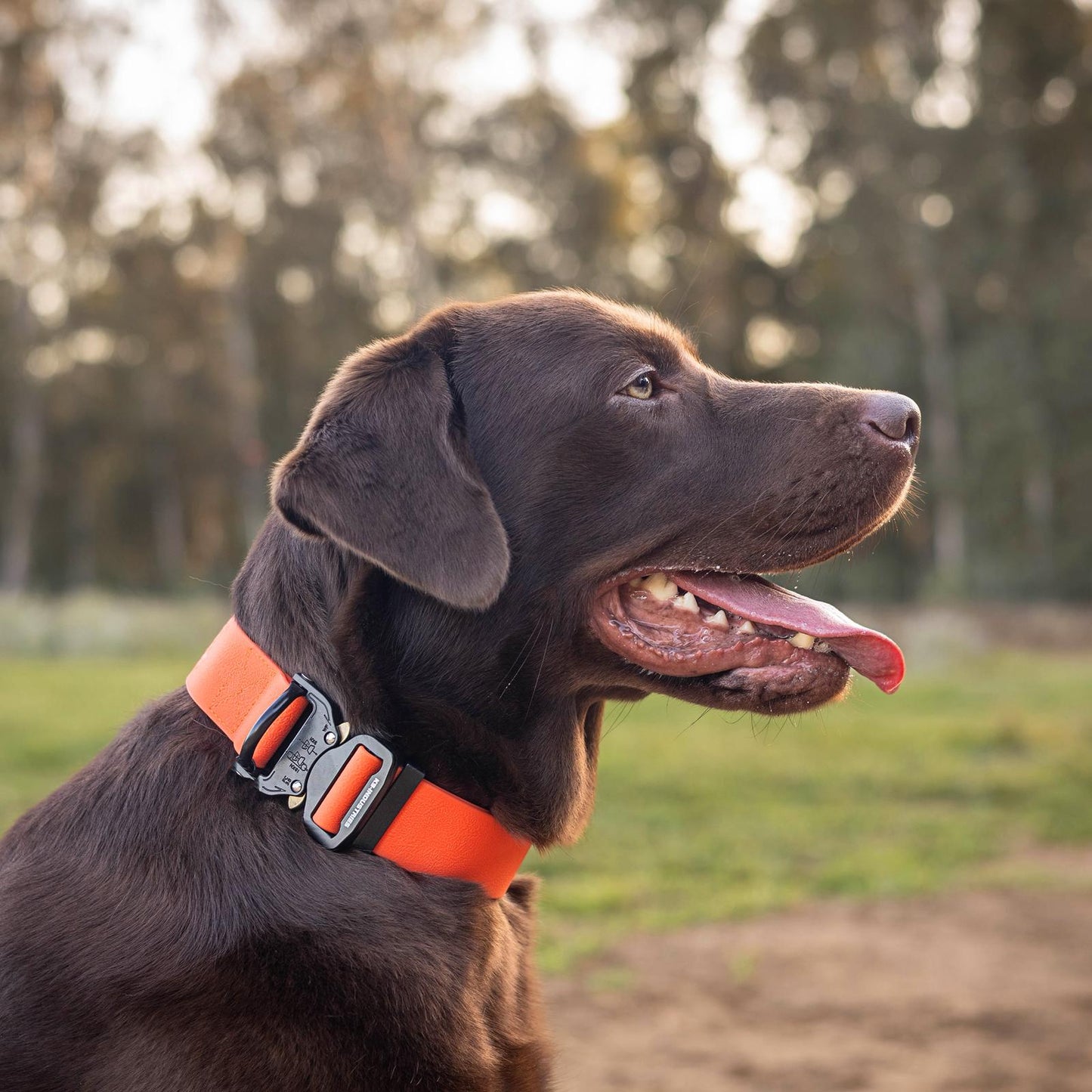 Wide PowerFlex collar for Labrador