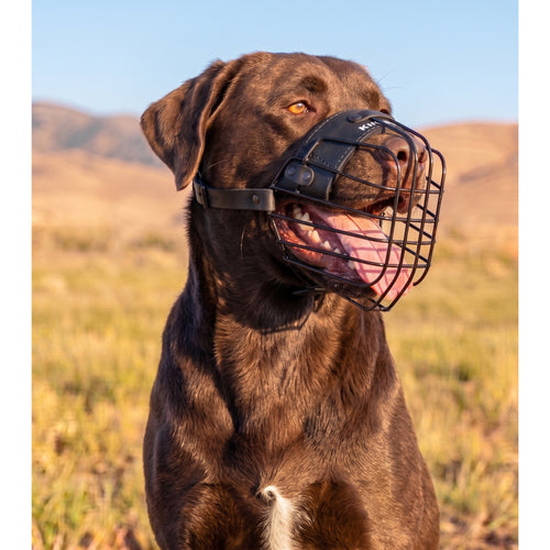Minimalist lightweight muzzle for Labrador
