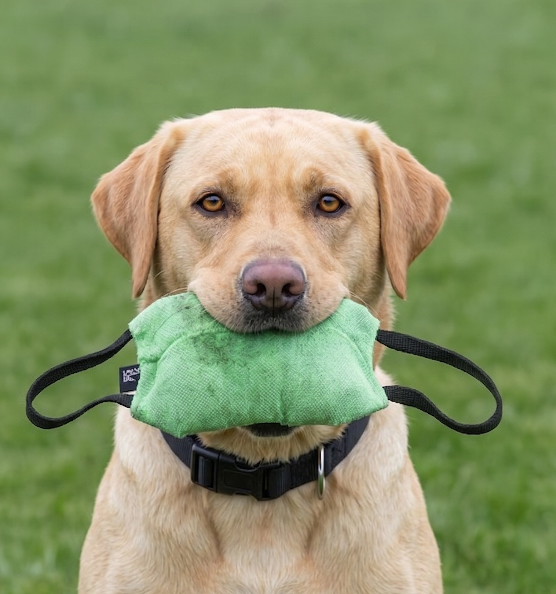 Soft bite pillow for Labrador
