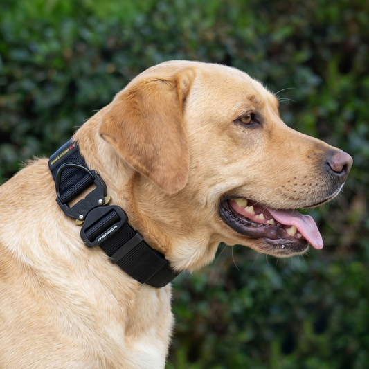 Tactical nylon collar for Labrador