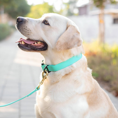 Everyday PowerFlex collar for Labrador