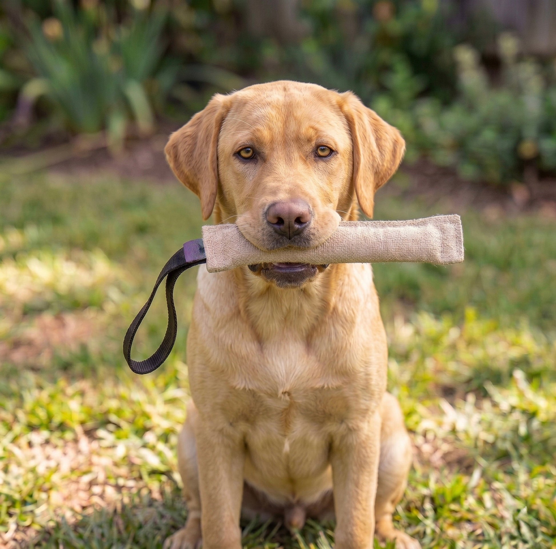 Jute tug for Labrador puppy
