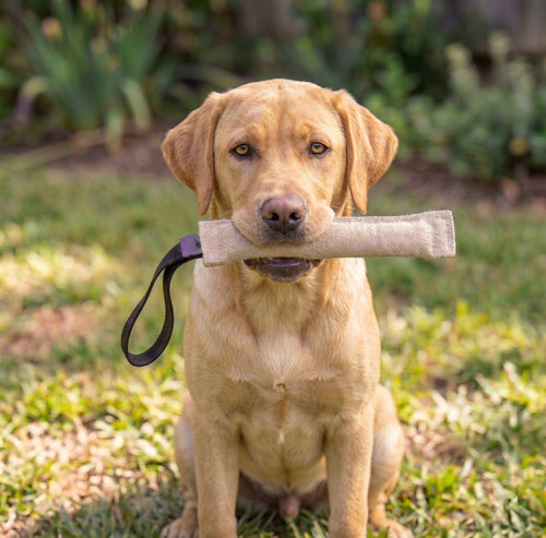 Jute tug for Labrador puppy