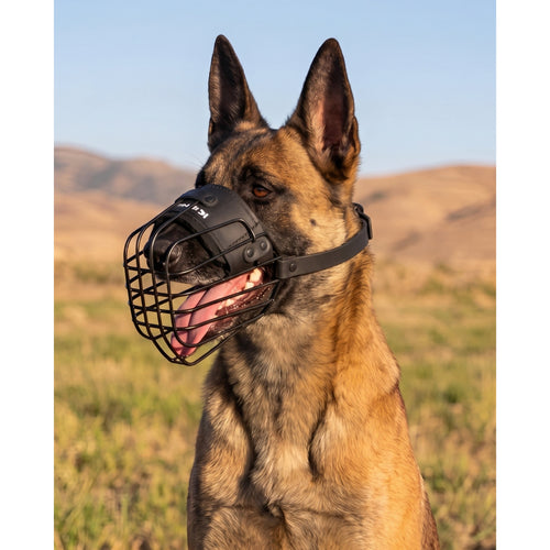 Minimalist lightweight muzzle for Belgian Malinois