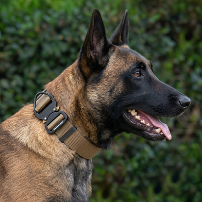 Belgian Malinois nylon collar with metal buckle