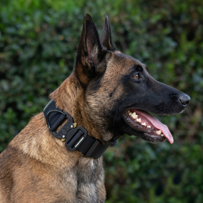 Tactical nylon collar for Belgian Malinois