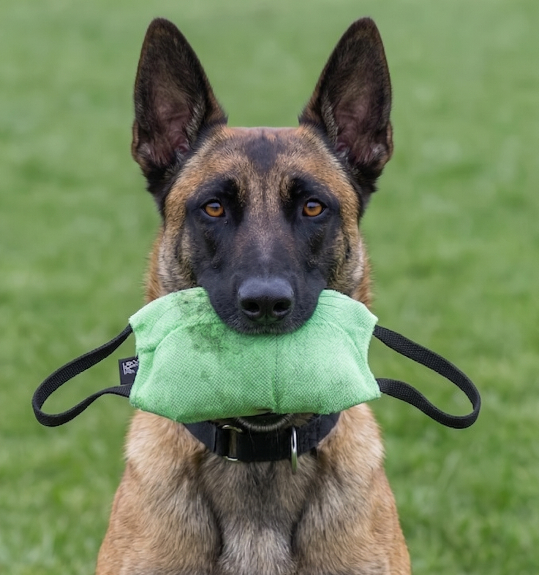 Professional bite pillow for Belgian Malinois and working dogs