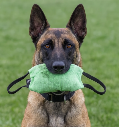 Professional bite pillow for Belgian Malinois and working dogs