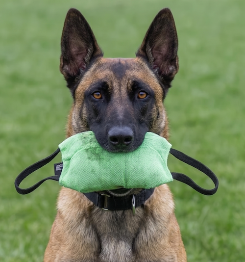 Professional bite pillow for Belgian Malinois and working dogs