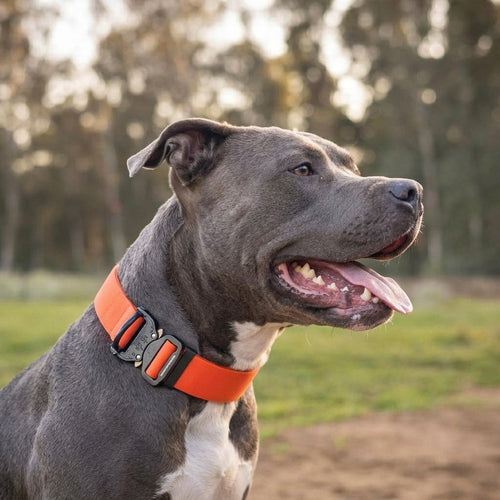 Wide PowerFlex collar for Pit Bull and American Bully