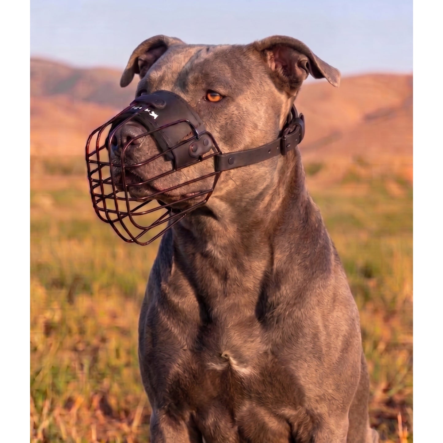 Minimalist lightweight muzzle for Pit Bull
