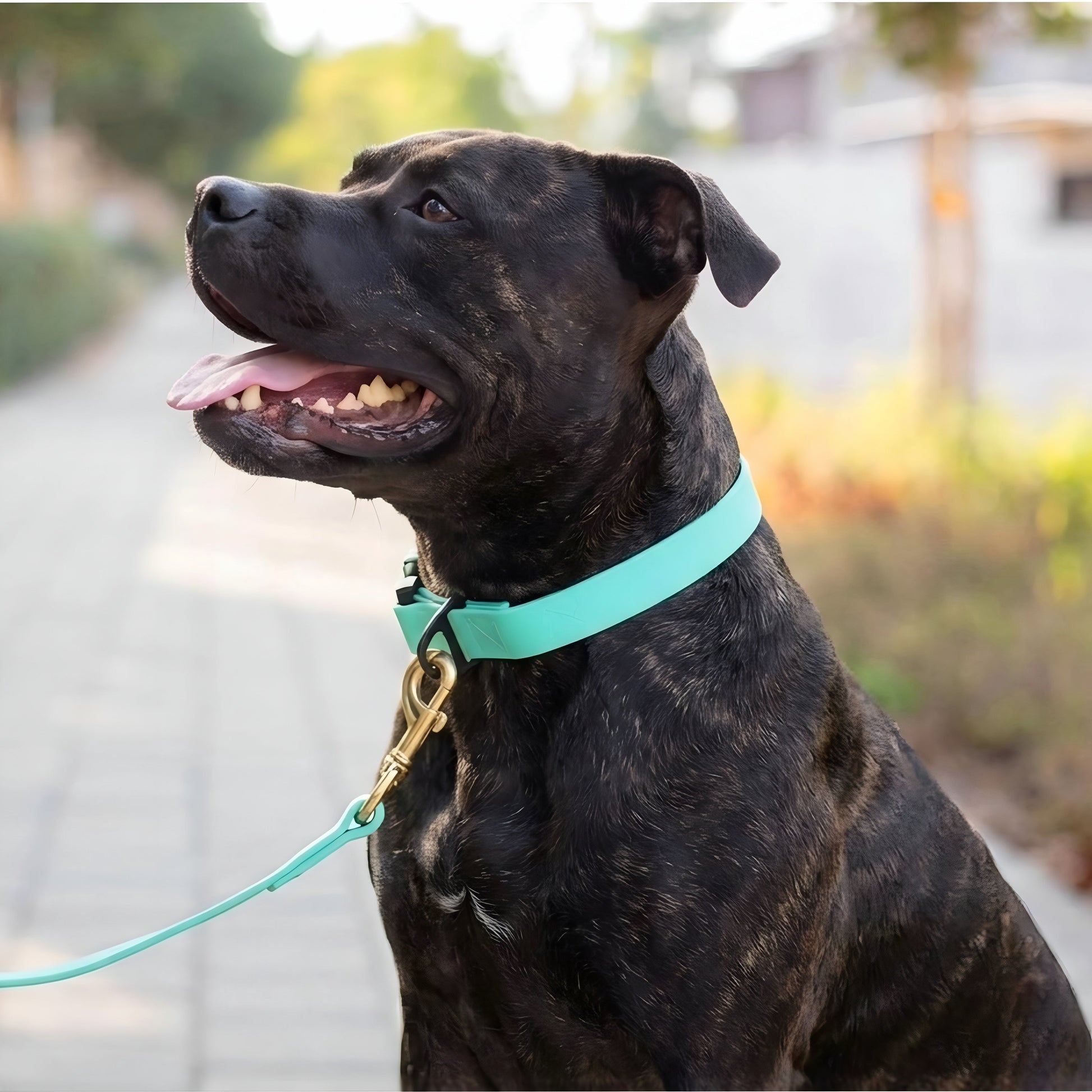 Everyday PowerFlex collar for Pit Bull