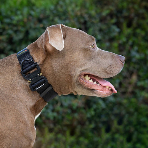 Tactical nylon collar for Pit Bull