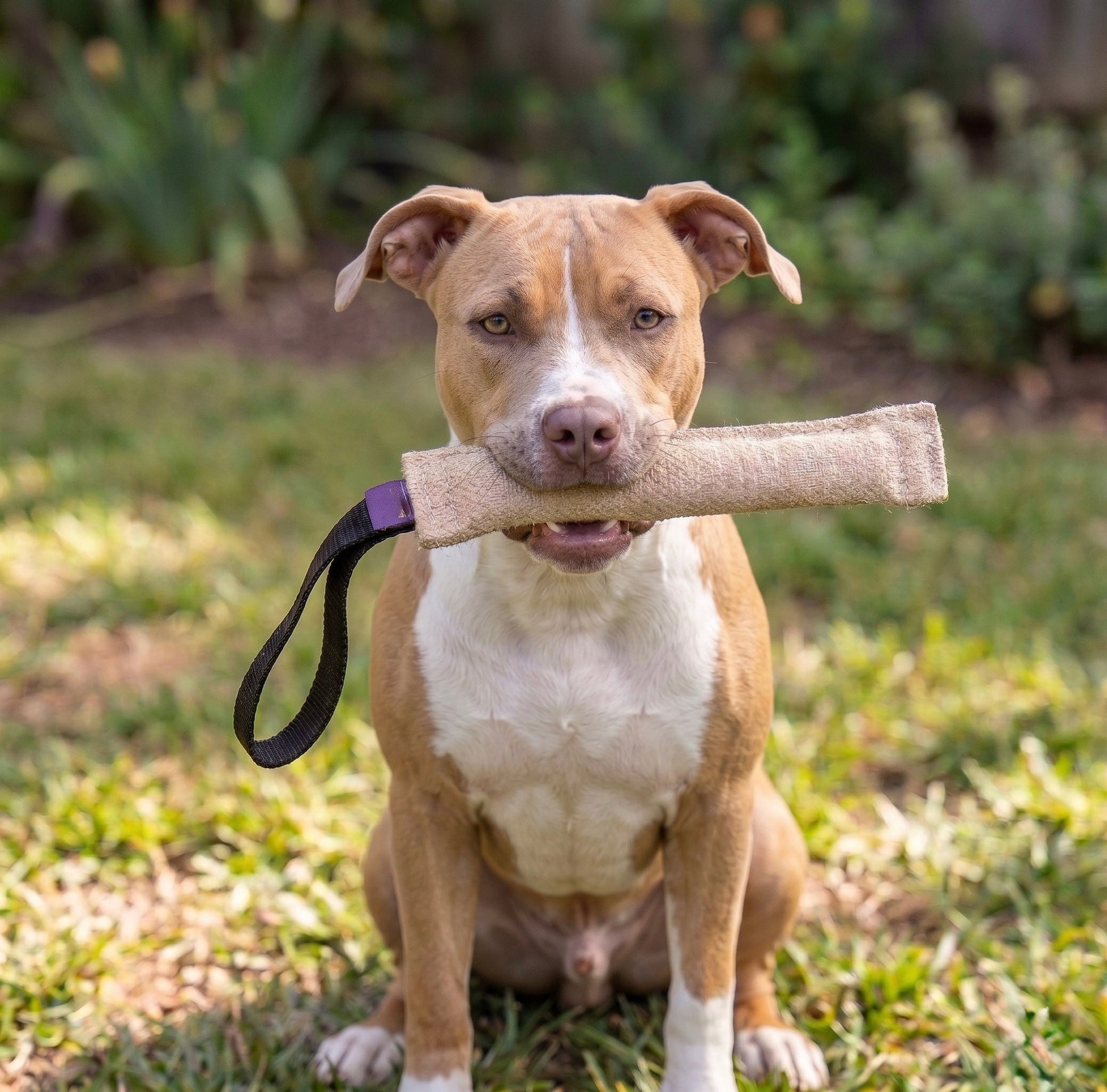 Jute tug for Pit Bull puppy