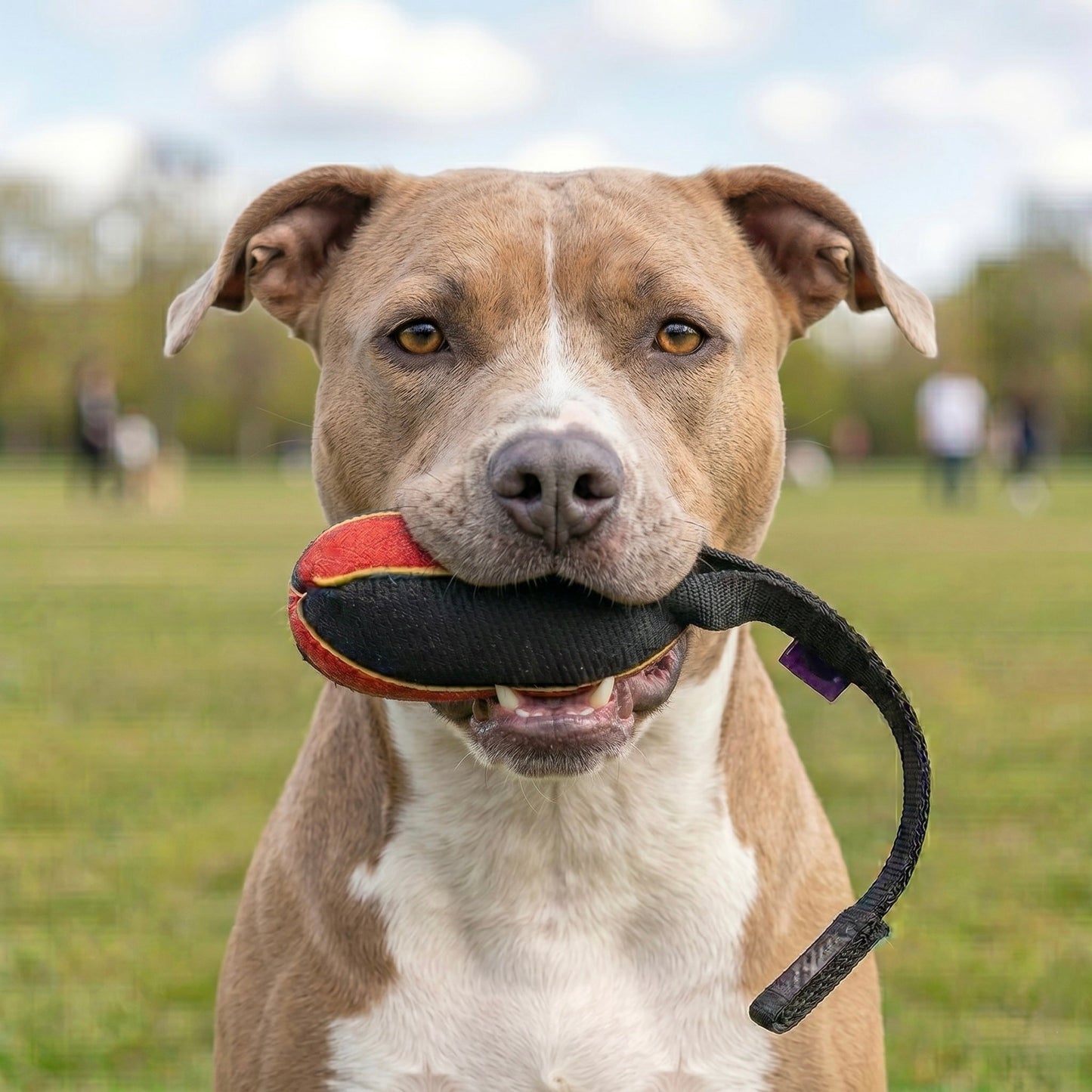 French linen watermelon tug for Pit Bull