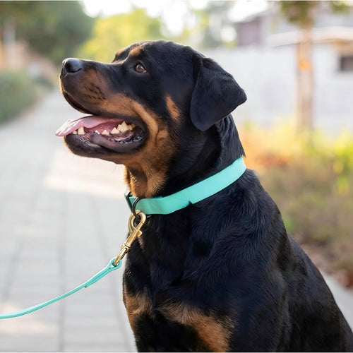 Everyday PowerFlex collar for Rottweiler