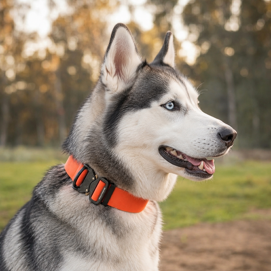Siberian Husky wearing an orange wide PowerFlex collar with quick-release buckle