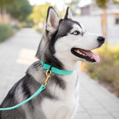Siberian Husky wearing an everyday PowerFlex collar