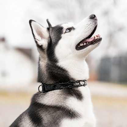 Siberian Husky wearing a Herm Sprenger black Click-Lock prong collar