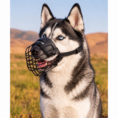 Siberian Husky wearing a lightweight Lite wire muzzle