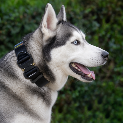 Siberian Husky wearing a black heavy-duty tactical nylon collar