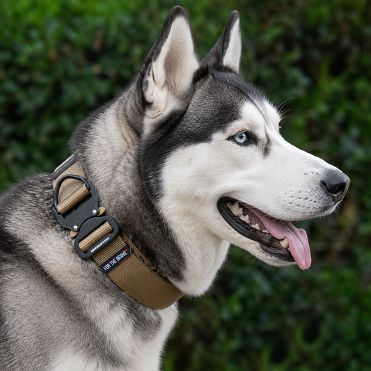 Siberian Husky wearing a heavy-duty tactical nylon collar