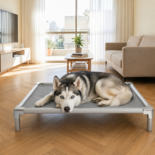 Siberian Husky resting on an orthopedic elevated aluminum dog bed at home