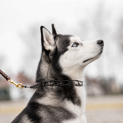 Siberian Husky wearing a blackened stainless steel Herm Sprenger prong collar