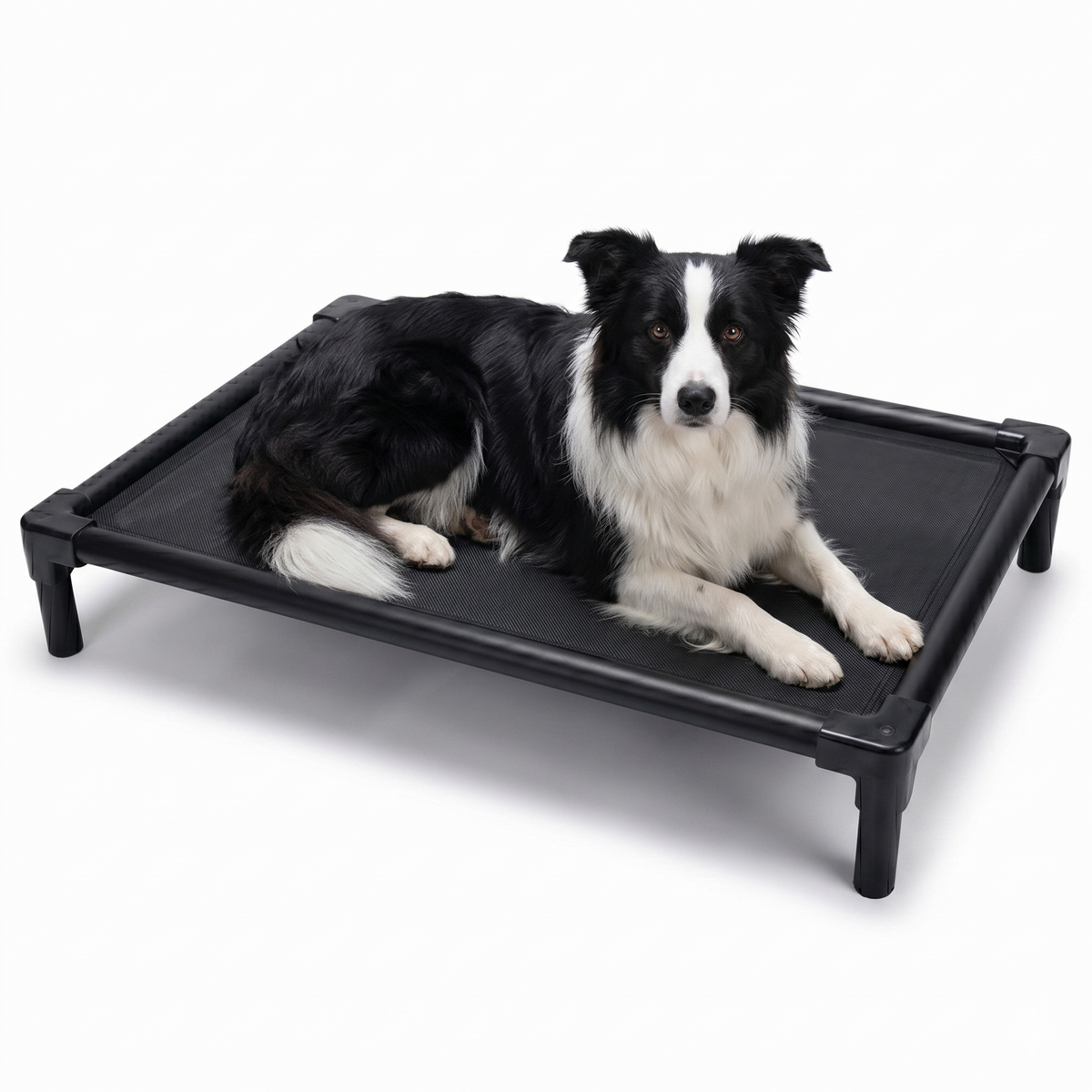 Black aluminum elevated dog bed 35 in (88 cm) with Border Collie - chew-resistant orthopedic cot