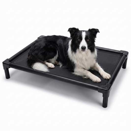 Black aluminum elevated dog bed 35 in (88 cm) with Border Collie - chew-resistant orthopedic cot