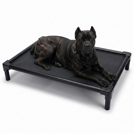 Black aluminum elevated dog bed 47 in (120 cm) with Cane Corso - XL chew-resistant orthopedic cot for giant breeds